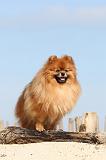 SPITZ ALLEMAND 198